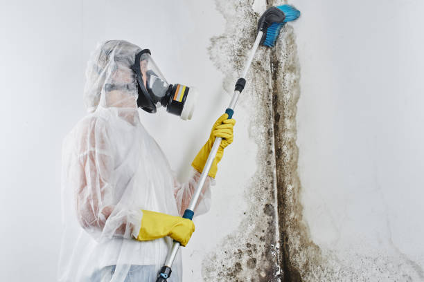 Best Mold Testing  in Olivarez, TX