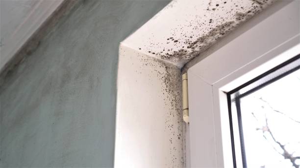 Best Crawl Space Mold Removal  in Olivarez, TX