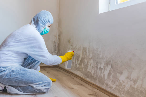 Best Toxic Mold Removal  in Olivarez, TX