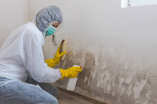 Best Residential Mold Removal  in Olivarez, TX