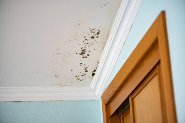 Best Mold Removal Specialists  in Olivarez, TX