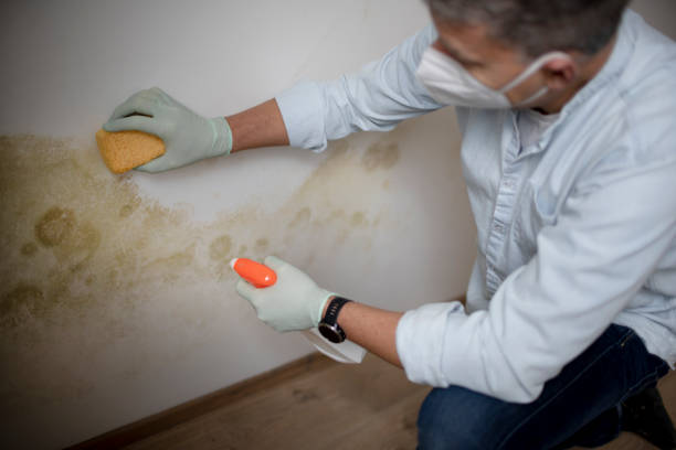 Best Black Mold Removal  in Olivarez, TX