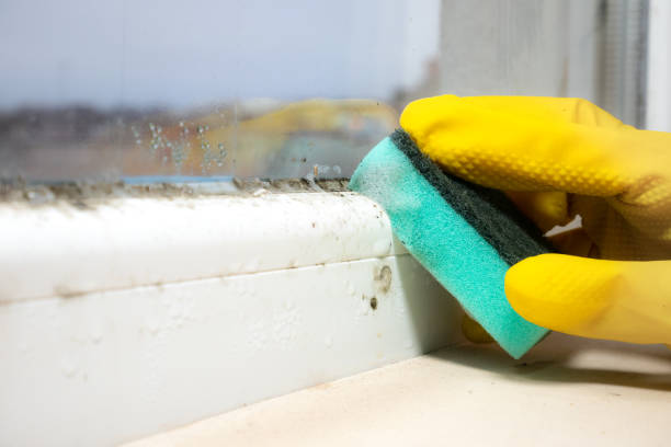 Best Same-Day Mold Removal  in Olivarez, TX