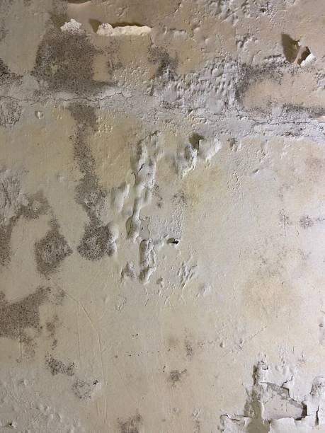 Best Same-Day Mold Removal  in Olivarez, TX