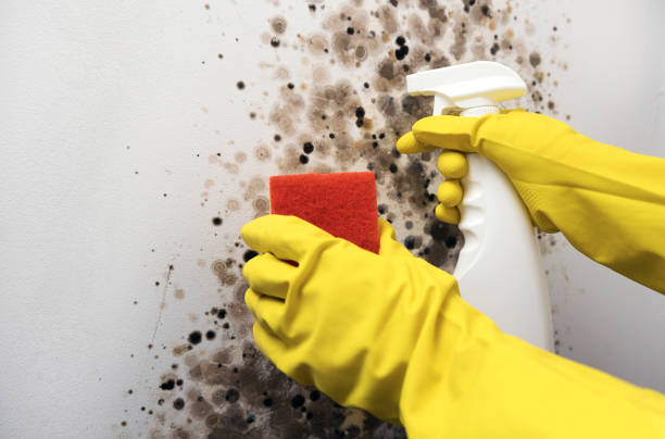 Reliable Olivarez, TX Mold Removal Solutions