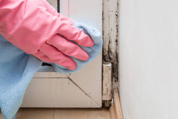 Best Mold Cleaning Services  in Olivarez, TX