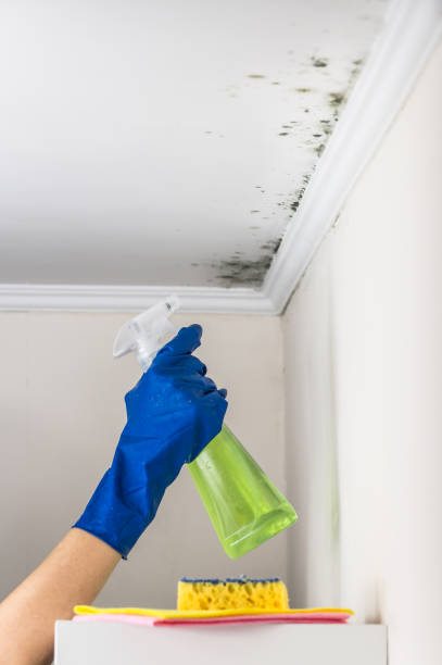 Best Mold Removal and Inspection  in Olivarez, TX