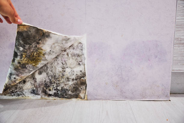 Best Mold Removal Company Near Me  in Olivarez, TX